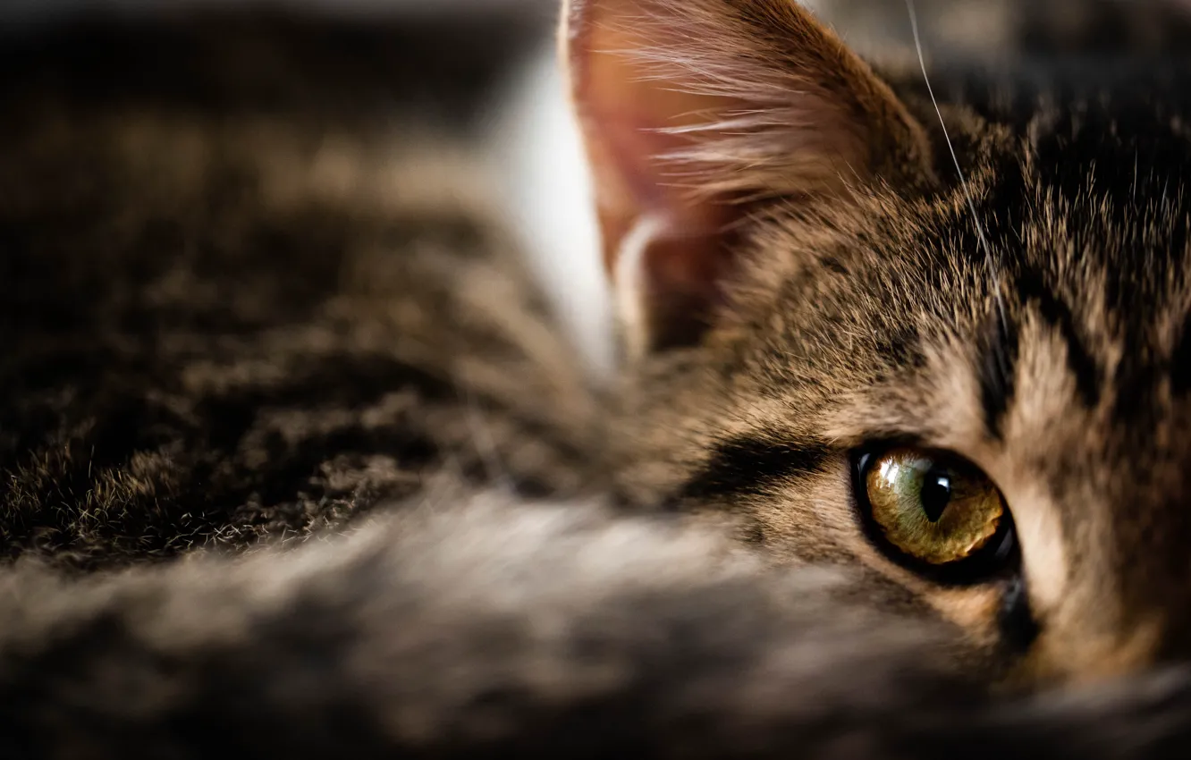 Photo wallpaper cat, cat, look, pose, face