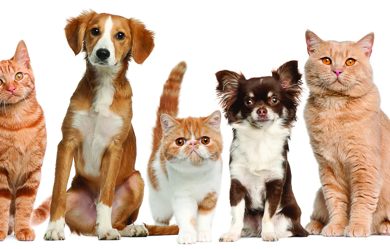 Photo wallpaper dogs, cats, Pets