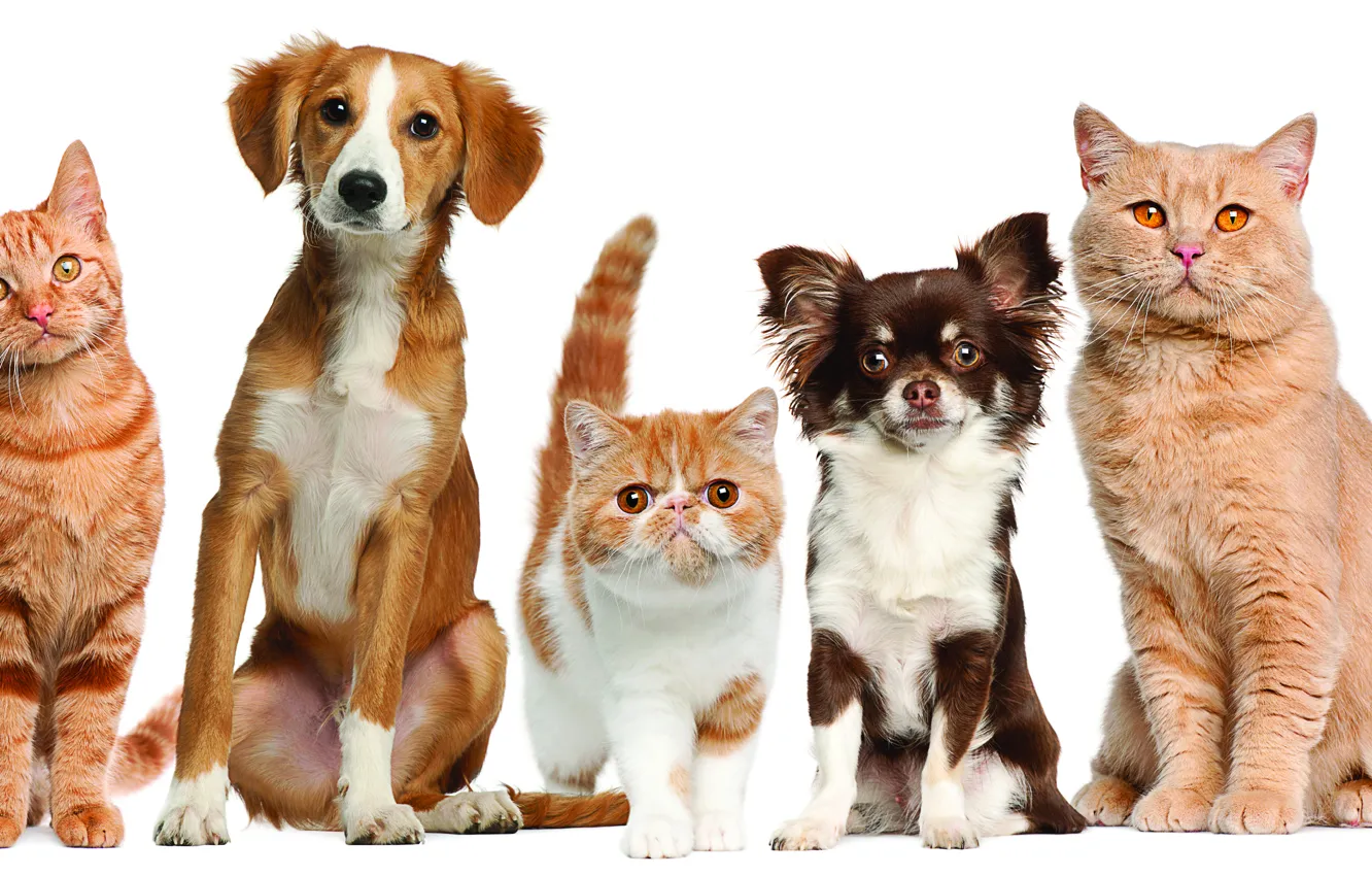 Photo wallpaper cat, dog, Pets