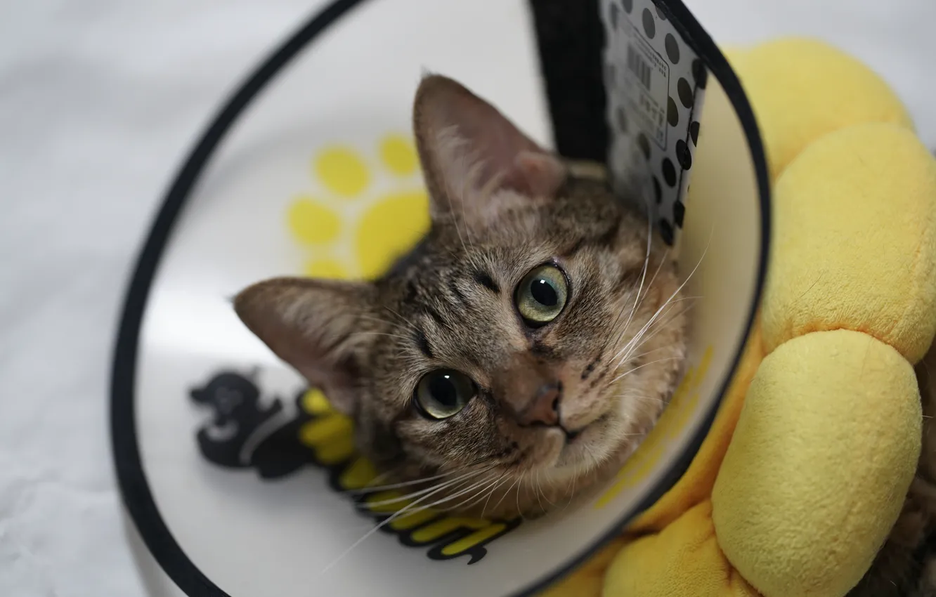 Photo wallpaper cat, cat, look, portrait