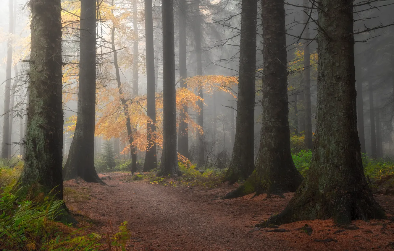 Photo wallpaper autumn, forest, trees, branches, nature, fog, trunk, path