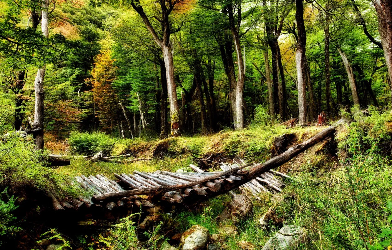 Photo wallpaper forest, trees, nature, beauty, the bridge, wilderness