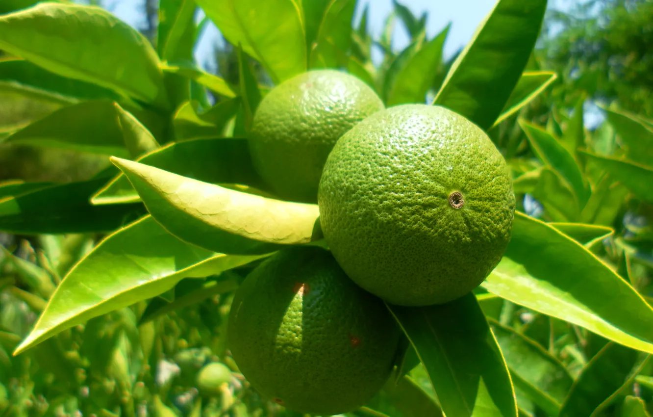 Photo wallpaper nature, tropics, green, fruit, lime