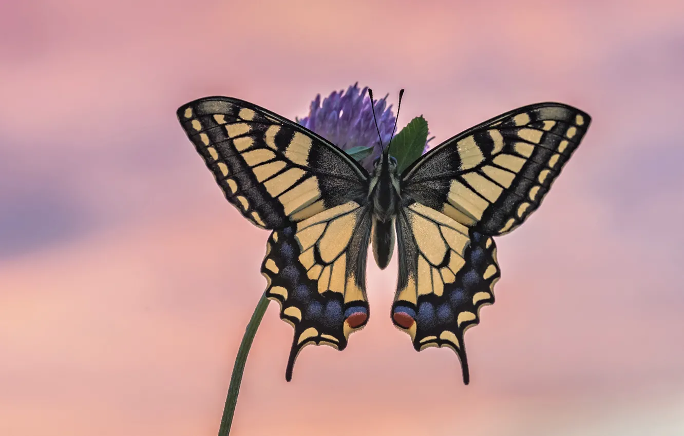 Photo wallpaper background, butterfly, swallowtail