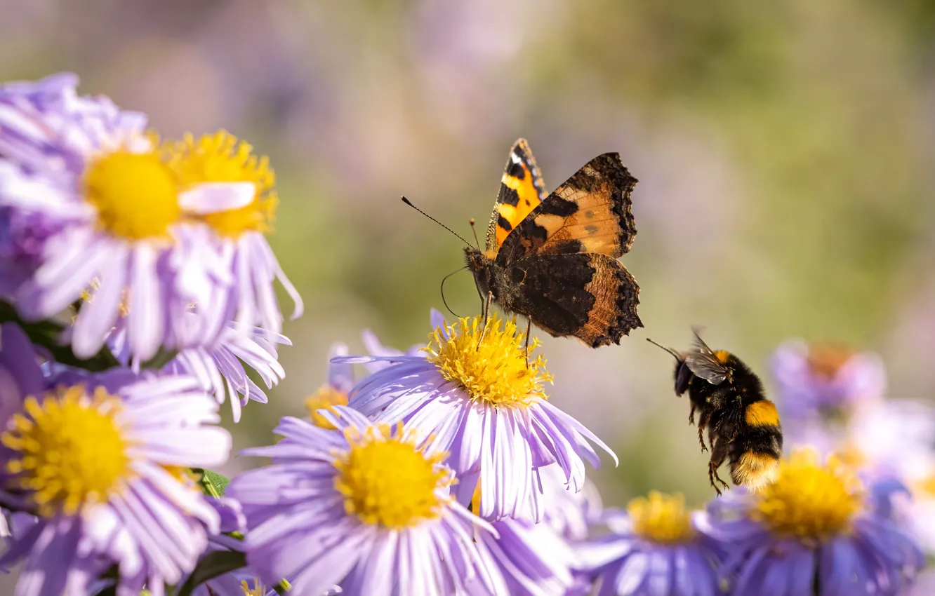 Photo wallpaper summer, macro, flowers, bee, butterfly, bumblebee, lilac, asters