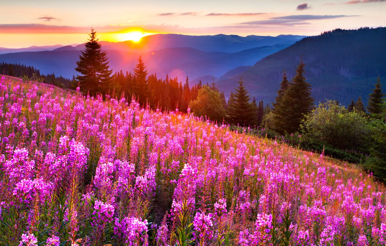 Photo wallpaper the sky, grass, sunset, flowers, mountains, landscape, nature, meadows