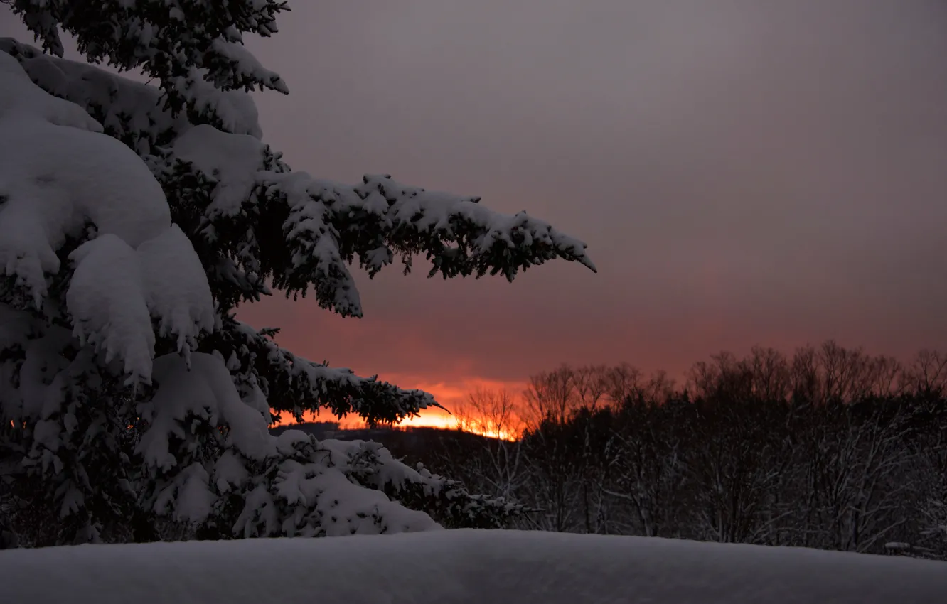 Photo wallpaper winter, the sky, snow, trees, sunset, the evening