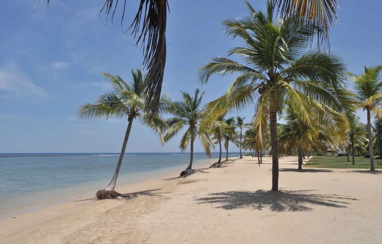 Photo wallpaper sea, beach, palm trees, Nature