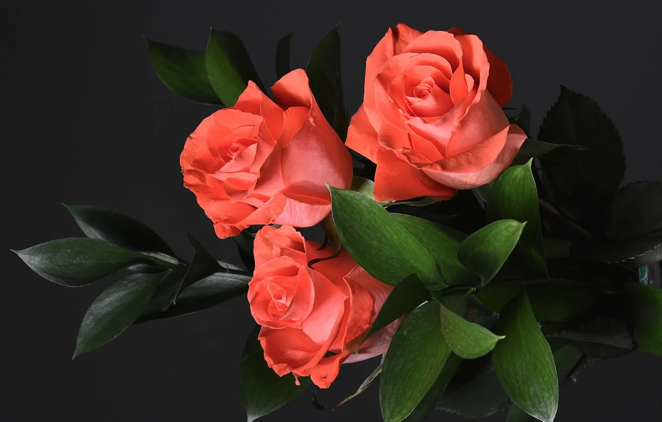 Photo wallpaper leaves, flowers, background, roses, trio