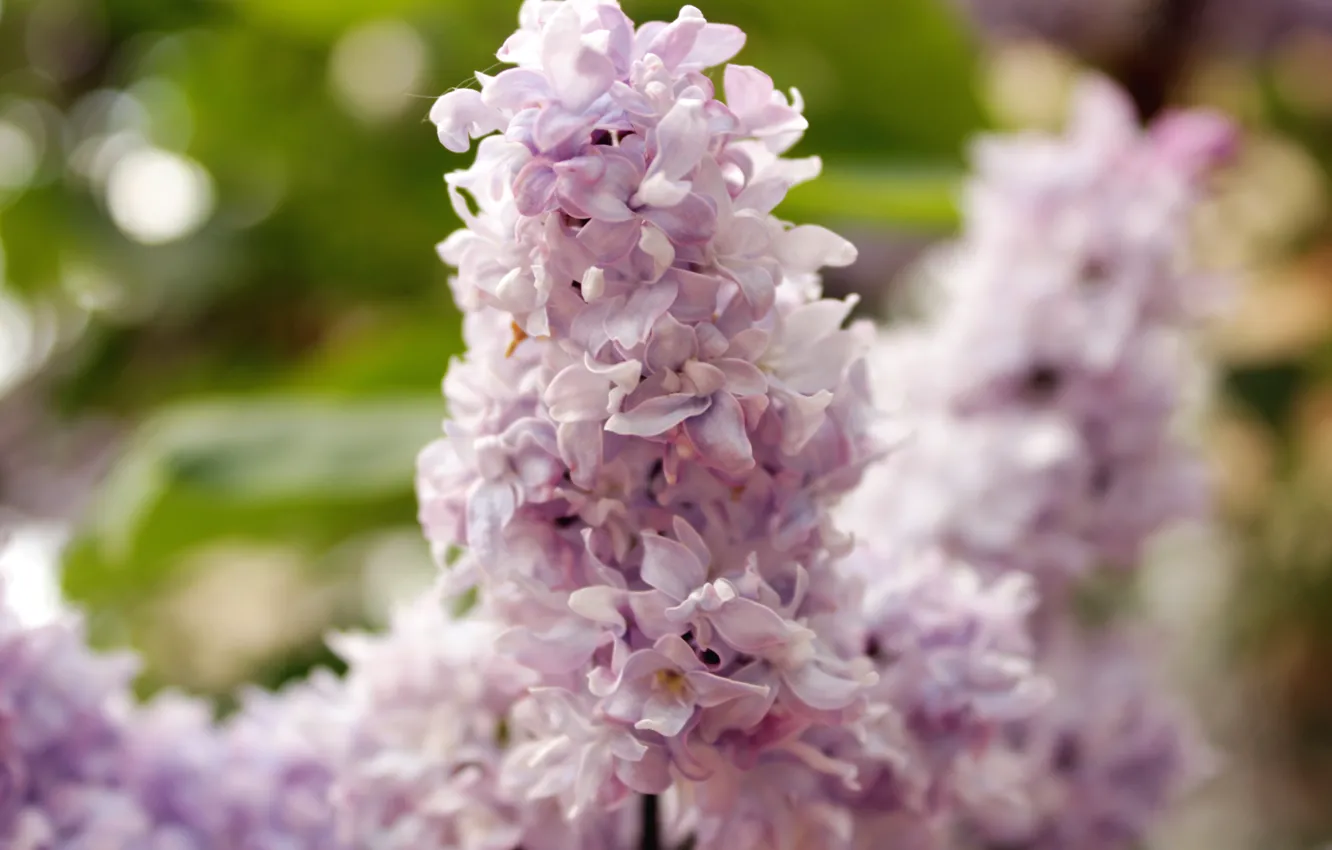 Photo wallpaper macro, flowers, Wallpaper, spring, lilac