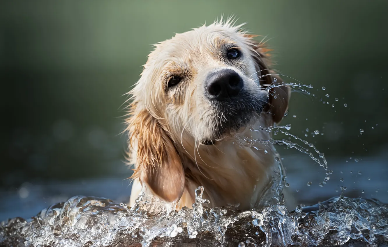 Photo wallpaper water, each, dog