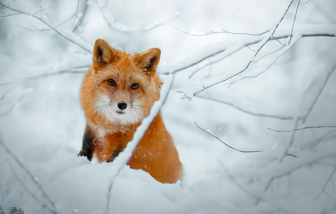 Photo wallpaper winter, look, snow, branches, Fox, red, face, Svetlana Pisareva