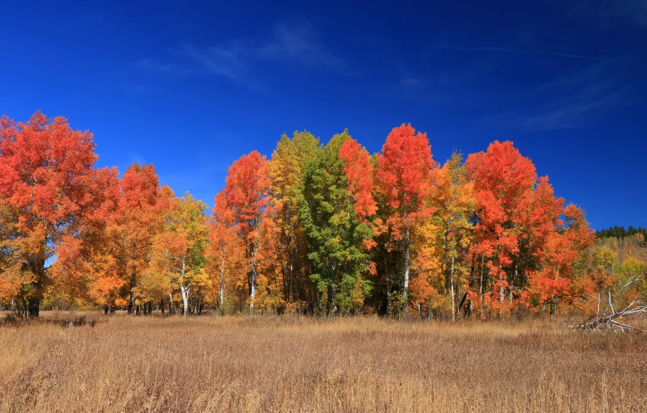 Photo wallpaper Wyoming, USA, Teton, trees, autumn, leaves