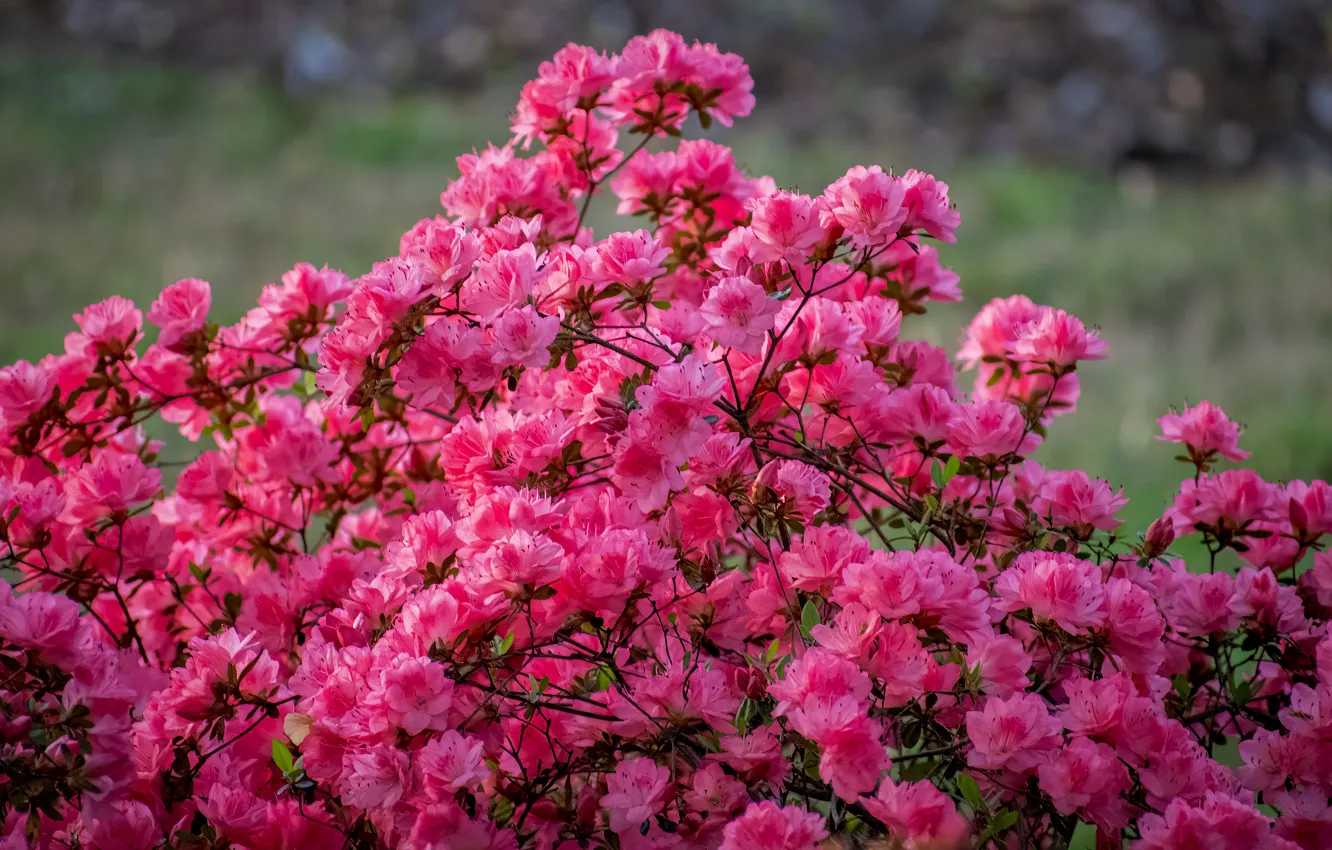 Photo wallpaper flowers, pink, the bushes, Azalea, rhododendrons