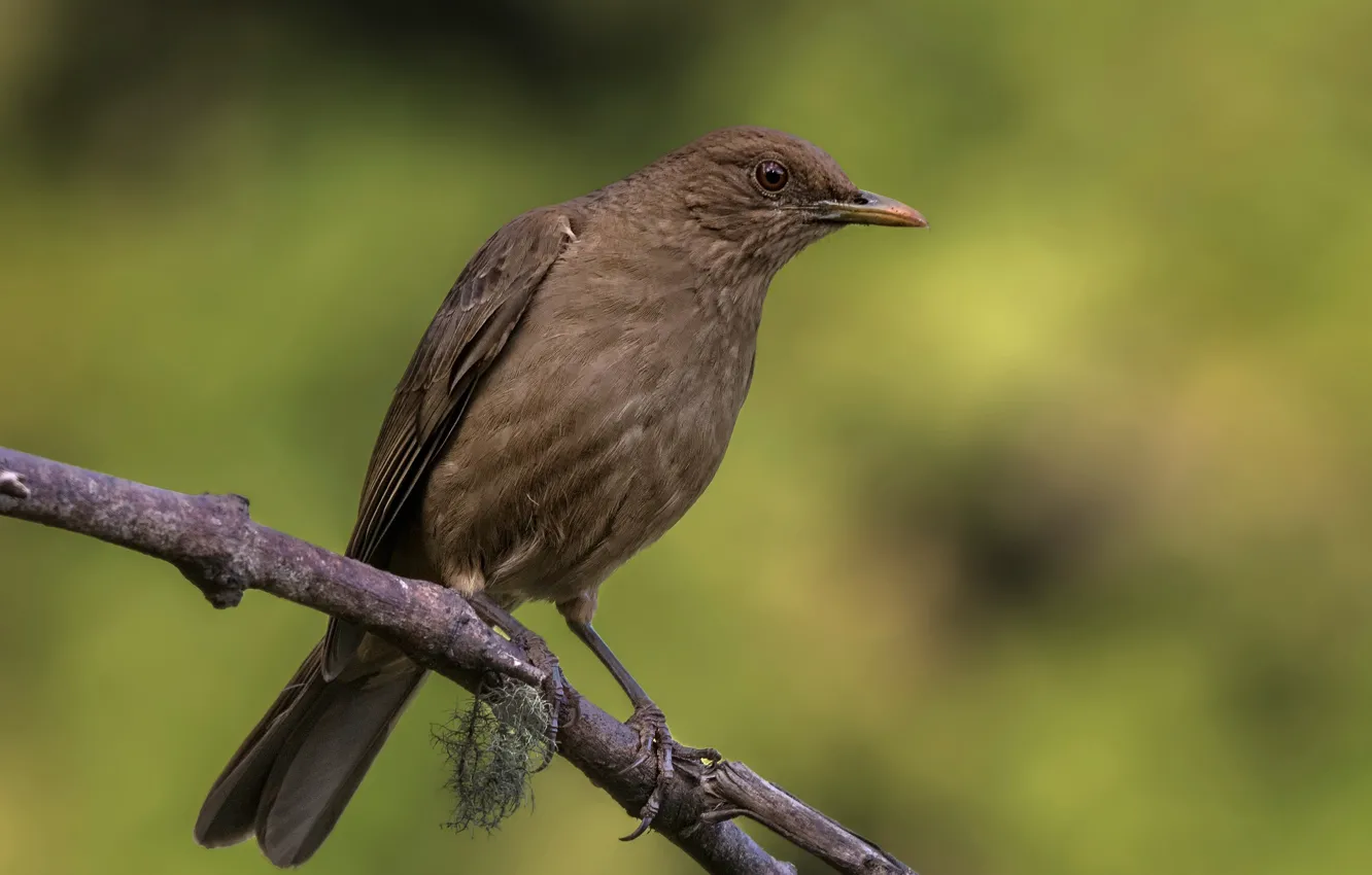 Photo wallpaper branches, bird, thrush gray
