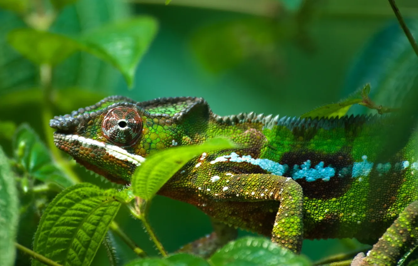 Photo wallpaper lizard, reptile, gekon