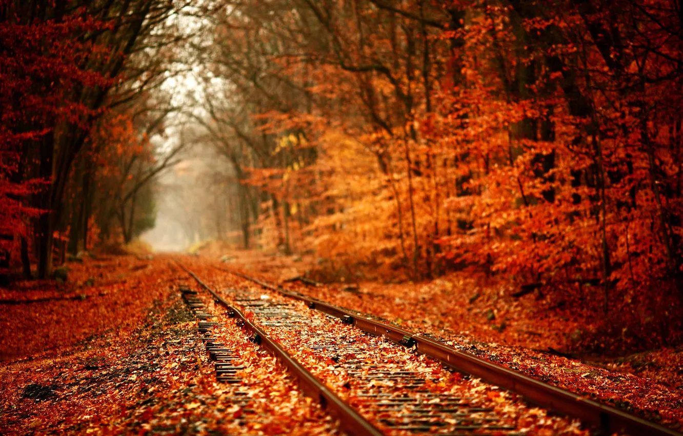 Photo wallpaper road, autumn, forest, the way