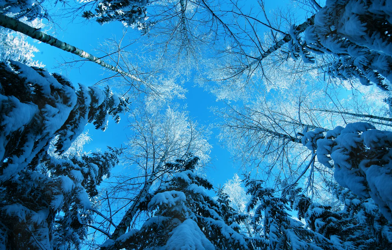 Photo wallpaper winter, forest, the sky, snow, trees