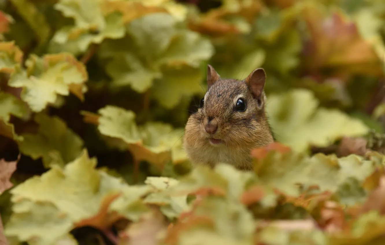 Photo wallpaper leaves, Chipmunk, animal, rodent