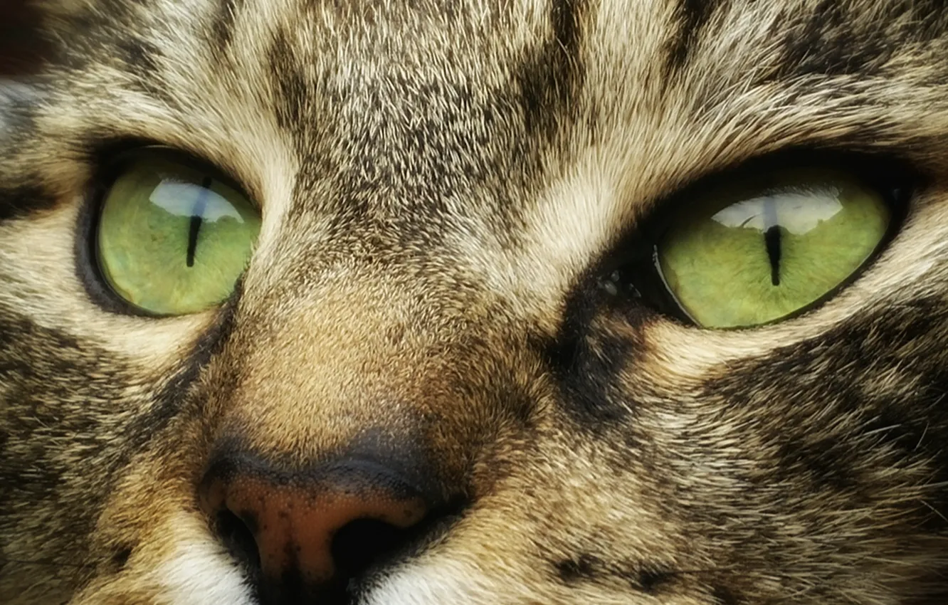 Photo wallpaper wallpaper, green eyes, animals, eyes, cat, face, cats, look