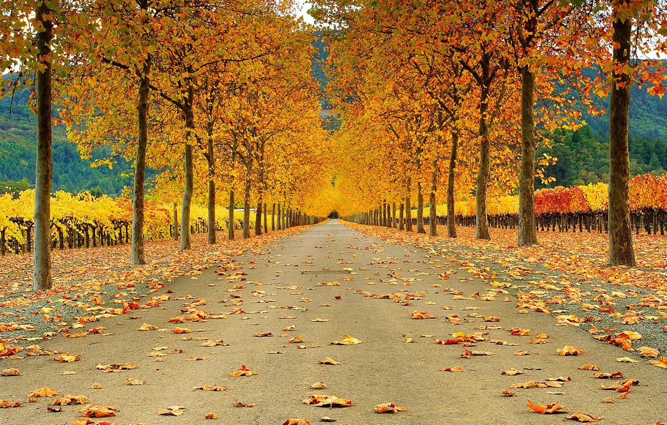 Photo wallpaper road, autumn, leaves, trees