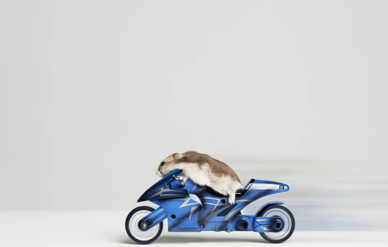Photo wallpaper hamster, bike, racer