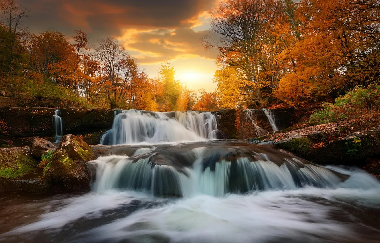 Photo wallpaper autumn, forest, the sky, the sun, clouds, rays, light, trees