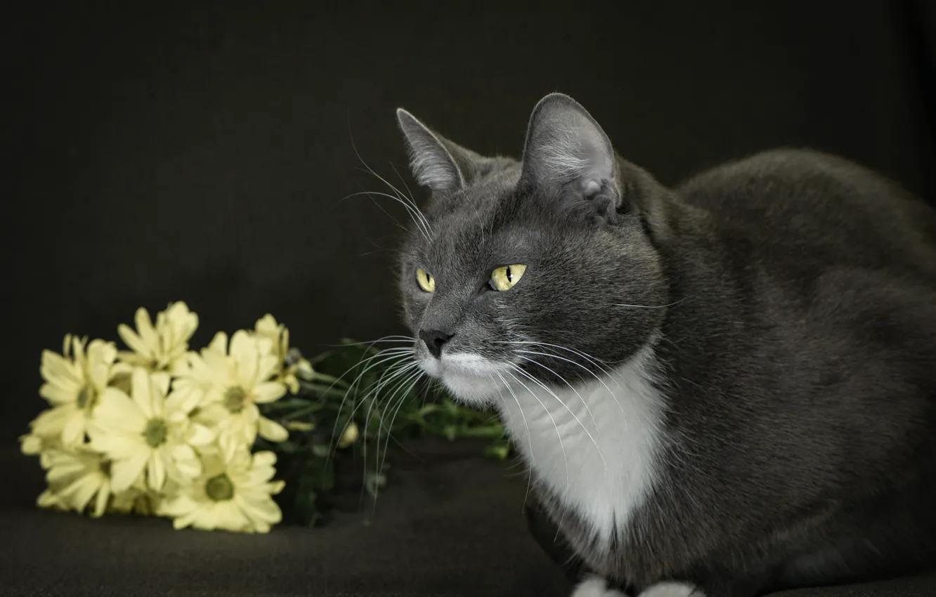 Photo wallpaper cat, cat, look, flowers, grey, face