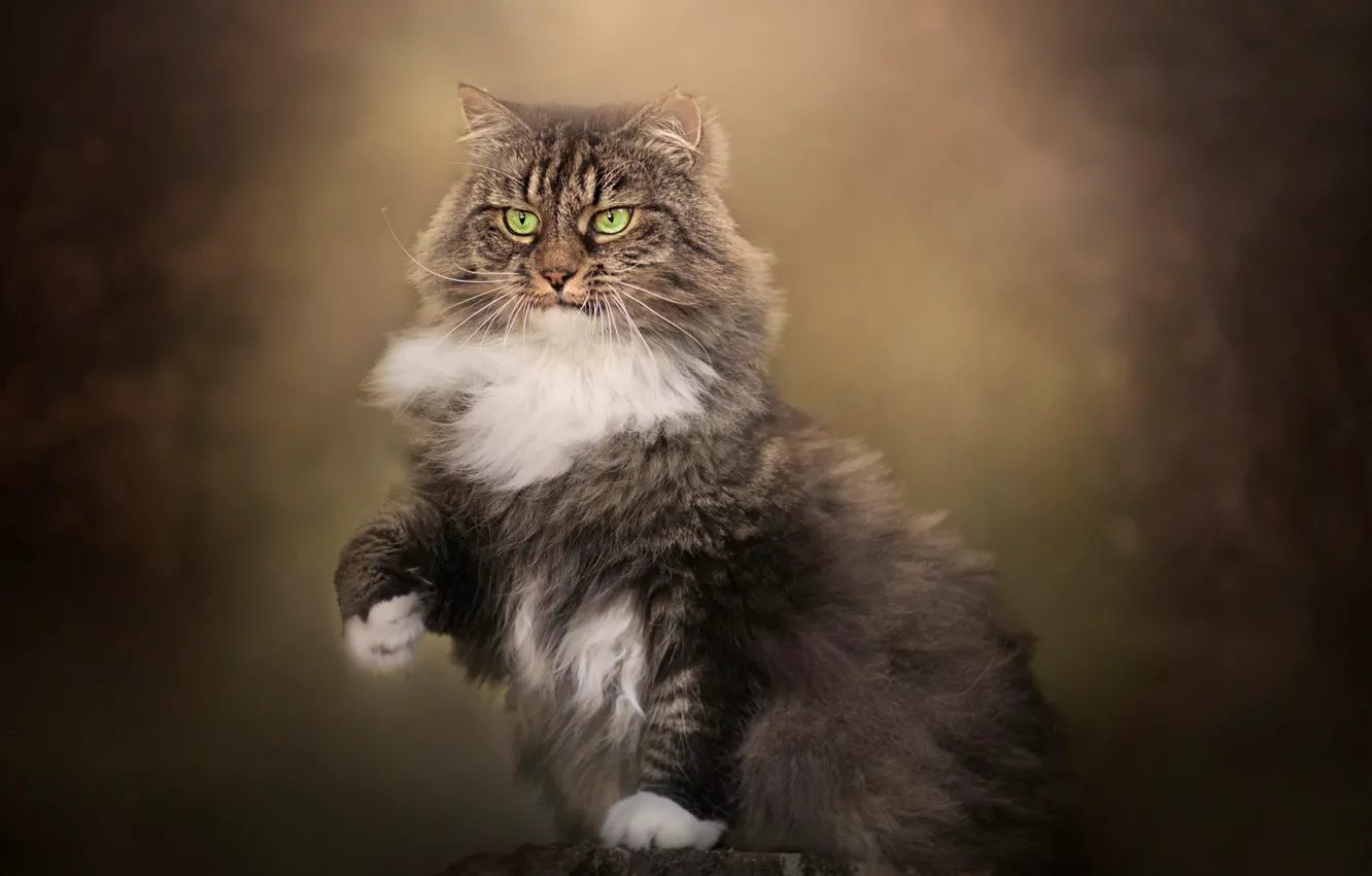 Photo wallpaper cat, background, stump, fluffy, foot, cat