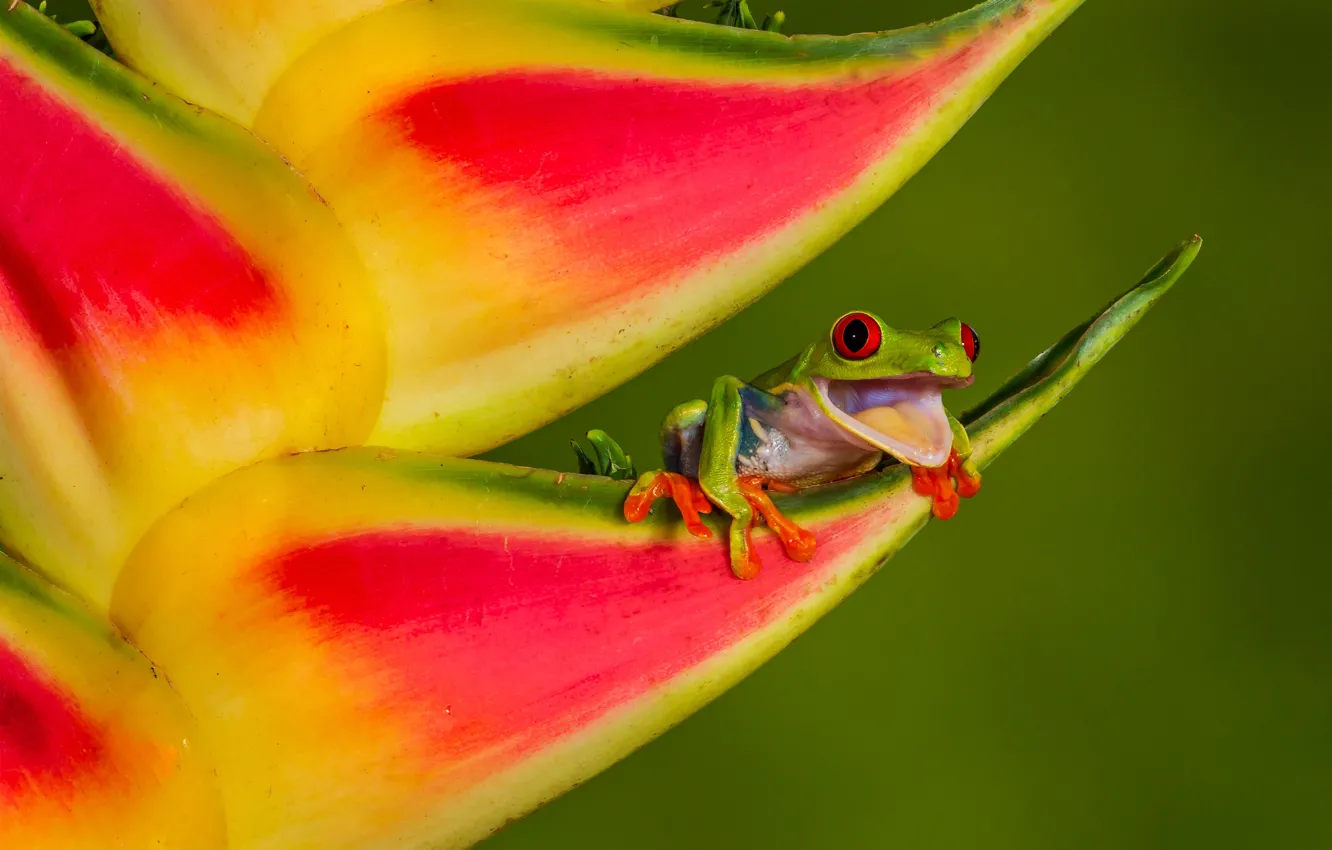 Photo wallpaper macro, flowers, background, frog, Heliconia, red-eyed tree frog