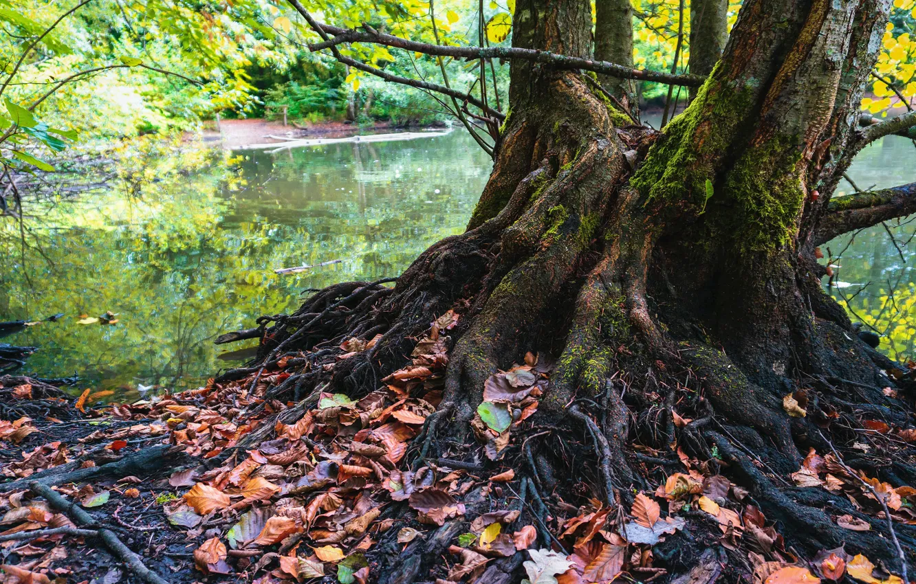 Photo wallpaper autumn, forest, trees, branches, nature, roots, lake, pond