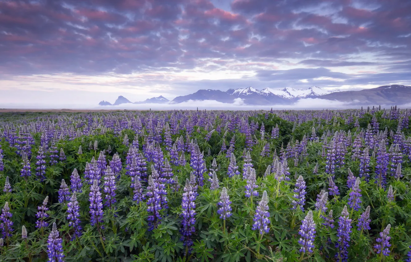 Photo wallpaper flowers, Iceland, Lupines