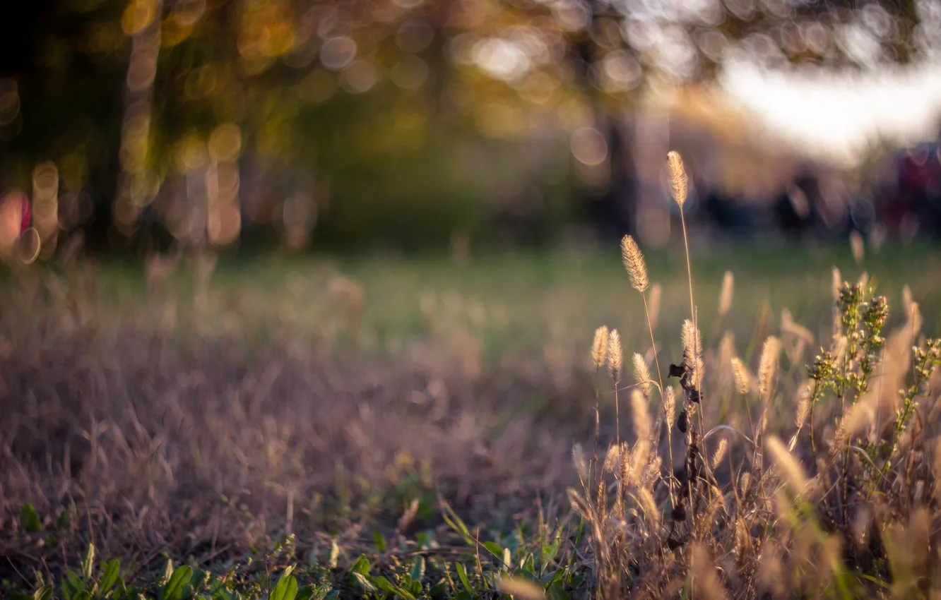 Photo wallpaper grass, glare, spikelets, lawn, bokeh