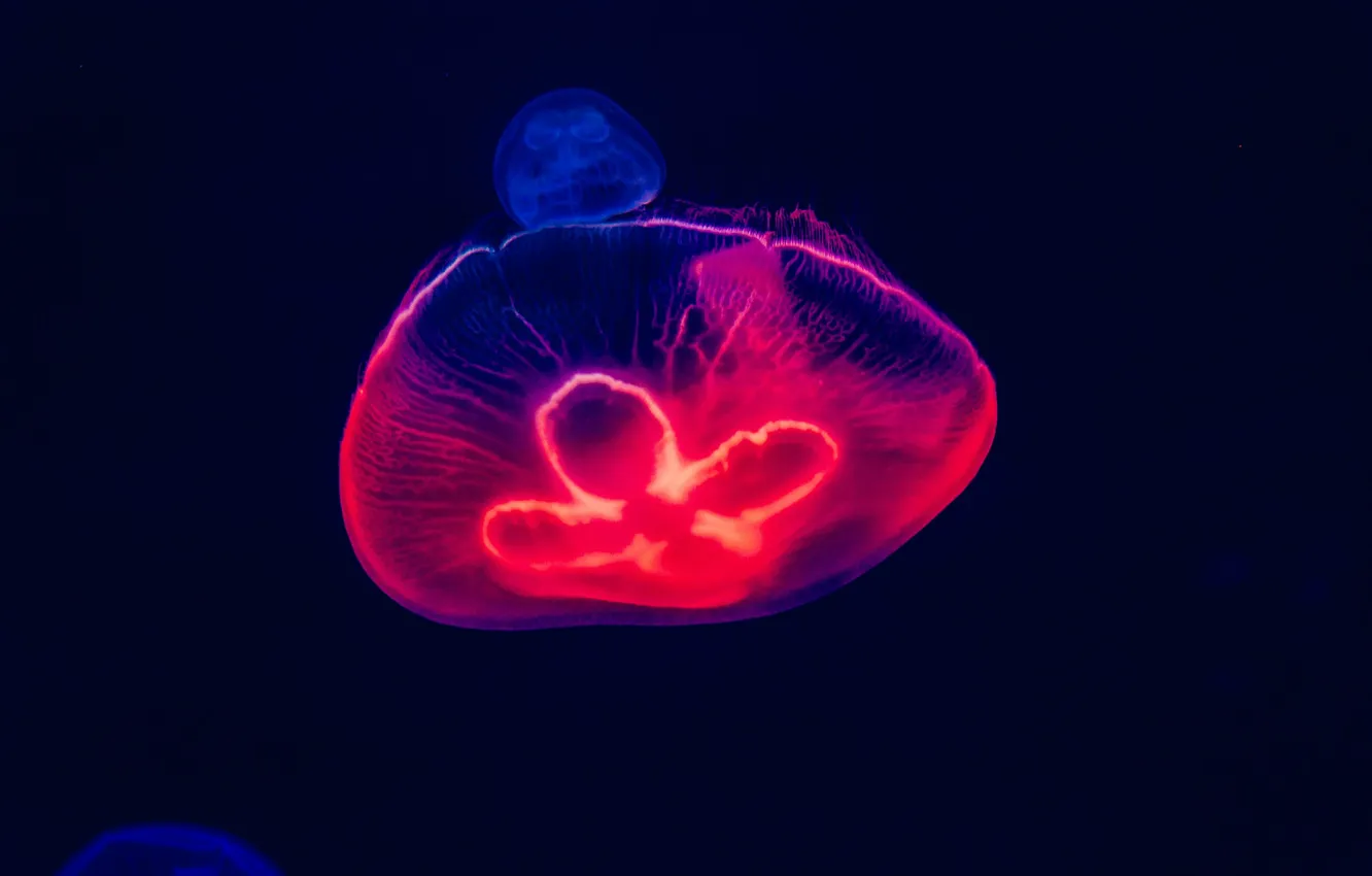Photo wallpaper jellyfish, pink, under water
