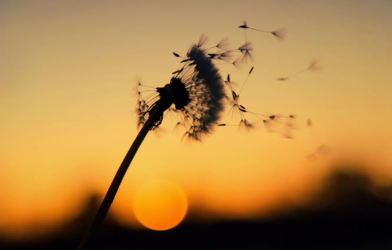 Photo wallpaper nature, dandelion, the wind