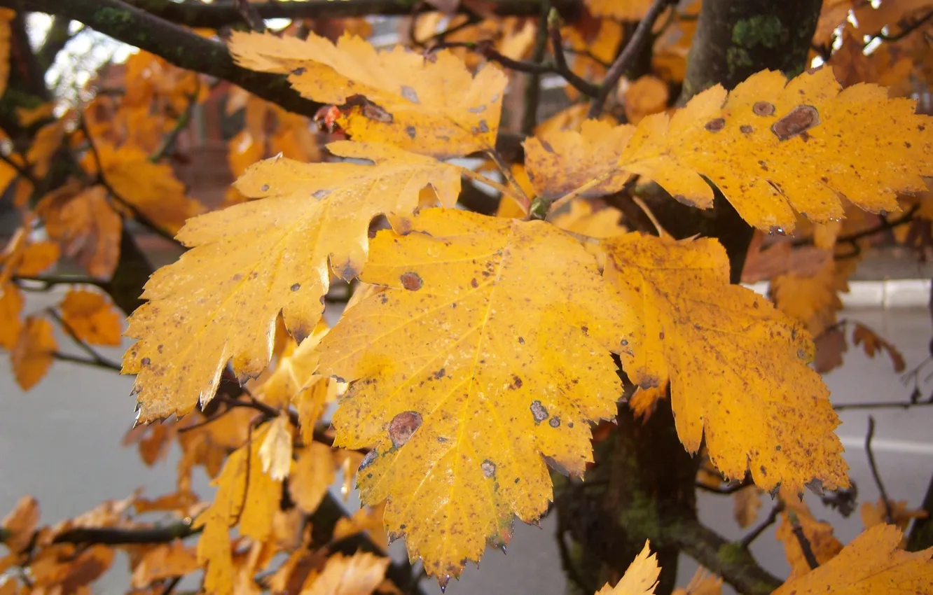 Photo wallpaper autumn, leaves, yellow, Meduzanol ©