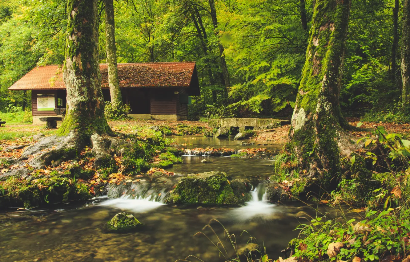 Photo wallpaper forest, trees, bridge, nature, river, stream, stones, home