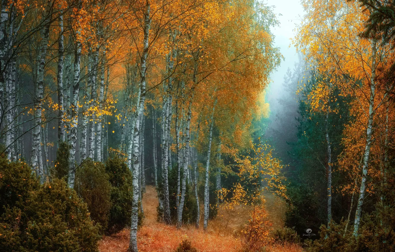Photo wallpaper autumn, forest, trees, nature, fog, birch, the bushes