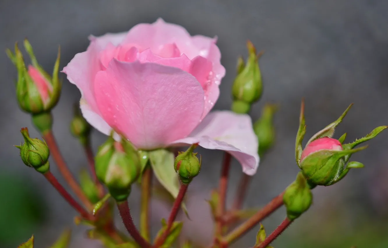 Photo wallpaper buds, blurred background, pink rose