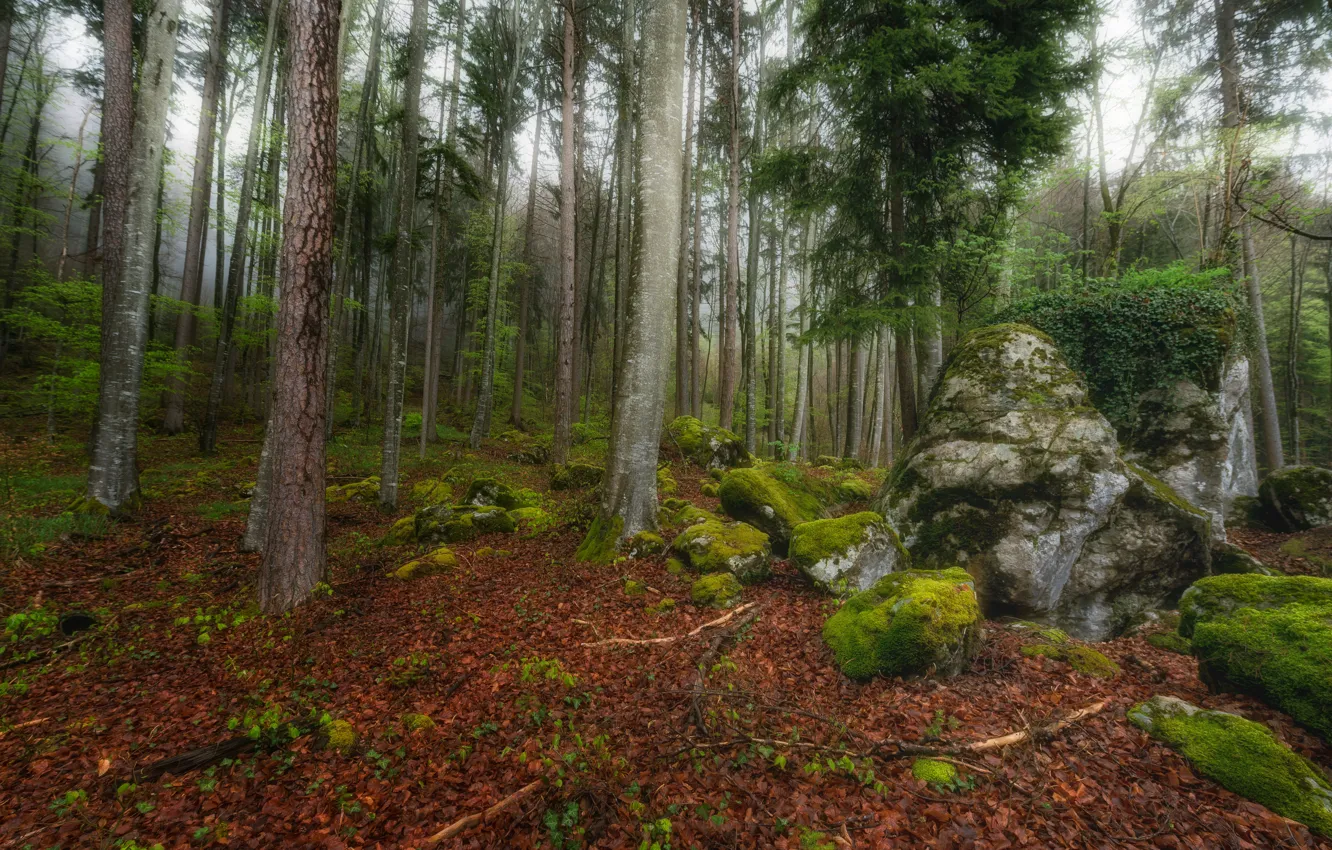 Photo wallpaper forest, trees, stones, moss, Switzerland, fallen leaves