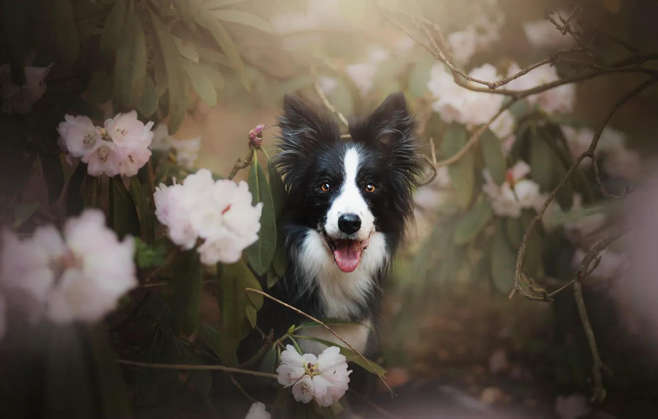 Photo wallpaper look, face, flowers, branches, dog, rhododendron, The border collie