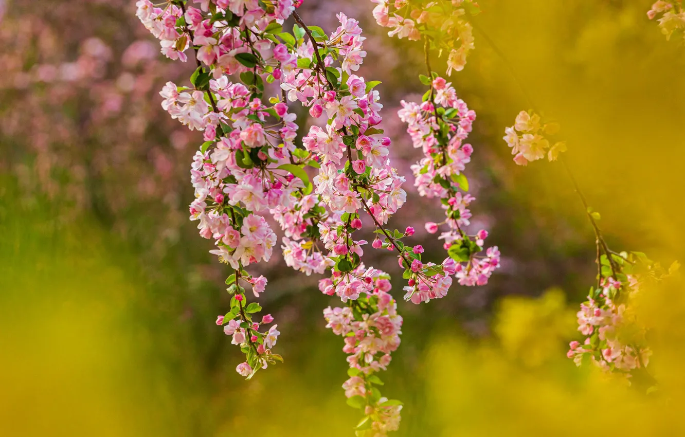 Photo wallpaper flowers, branches, cherry, spring, Sakura, pink, flowering, yellow background