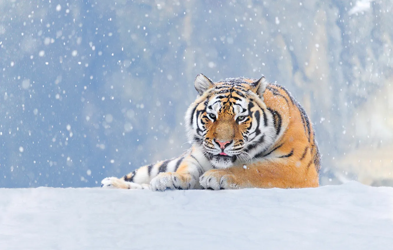 Photo wallpaper winter, snow, nature, tiger