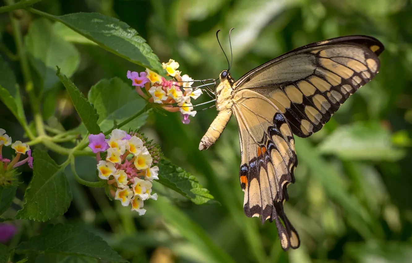 Photo wallpaper flowers, butterfly, wings, Lantana