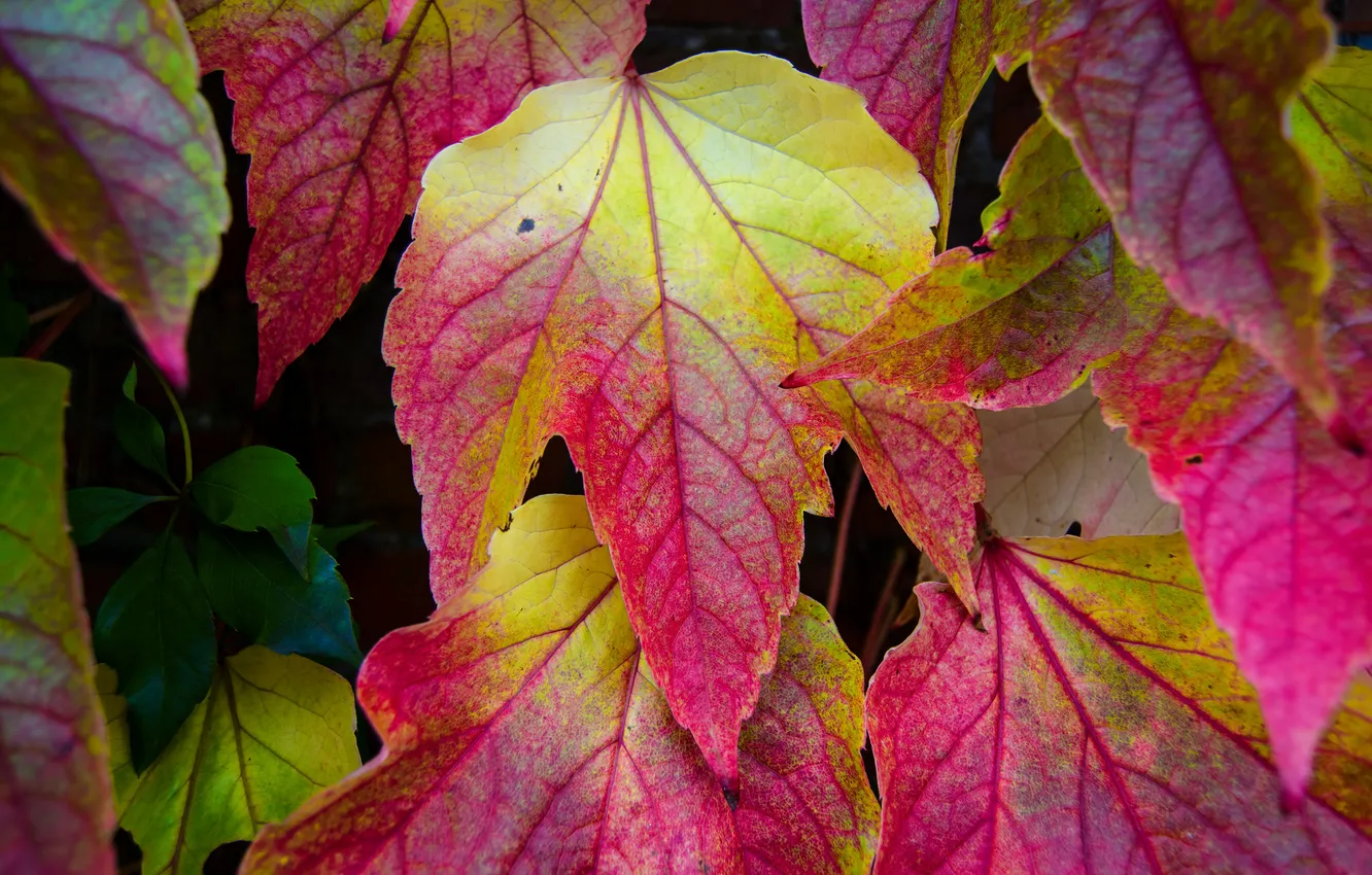 Photo wallpaper autumn, leaves, nature, paint, the crimson