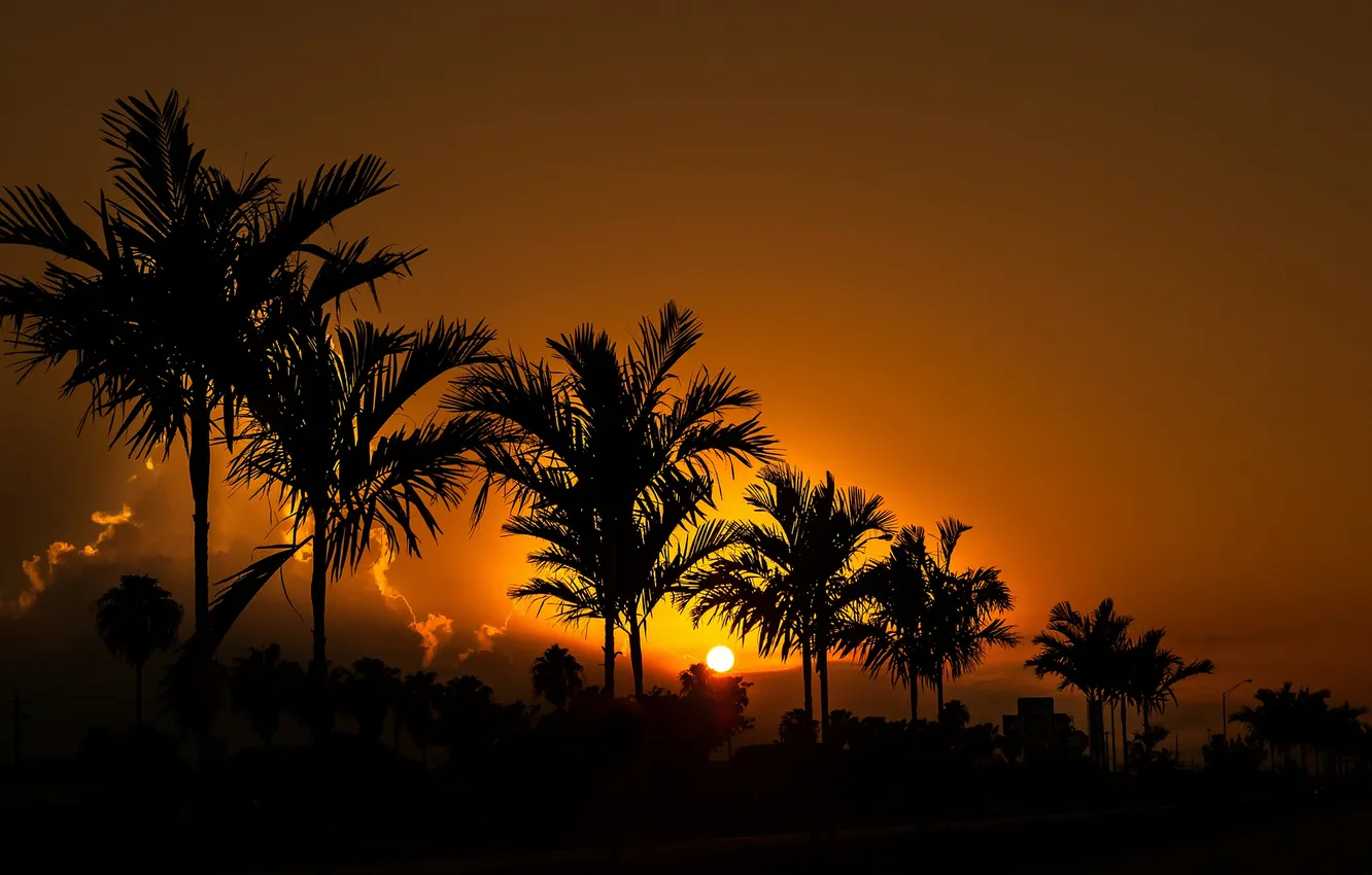 Photo wallpaper the sky, the sun, sunset, palm trees, the evening, silhouette