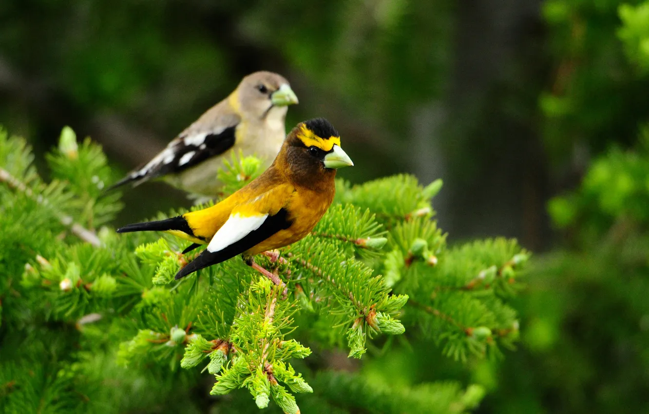 Photo wallpaper birds, two, cedar
