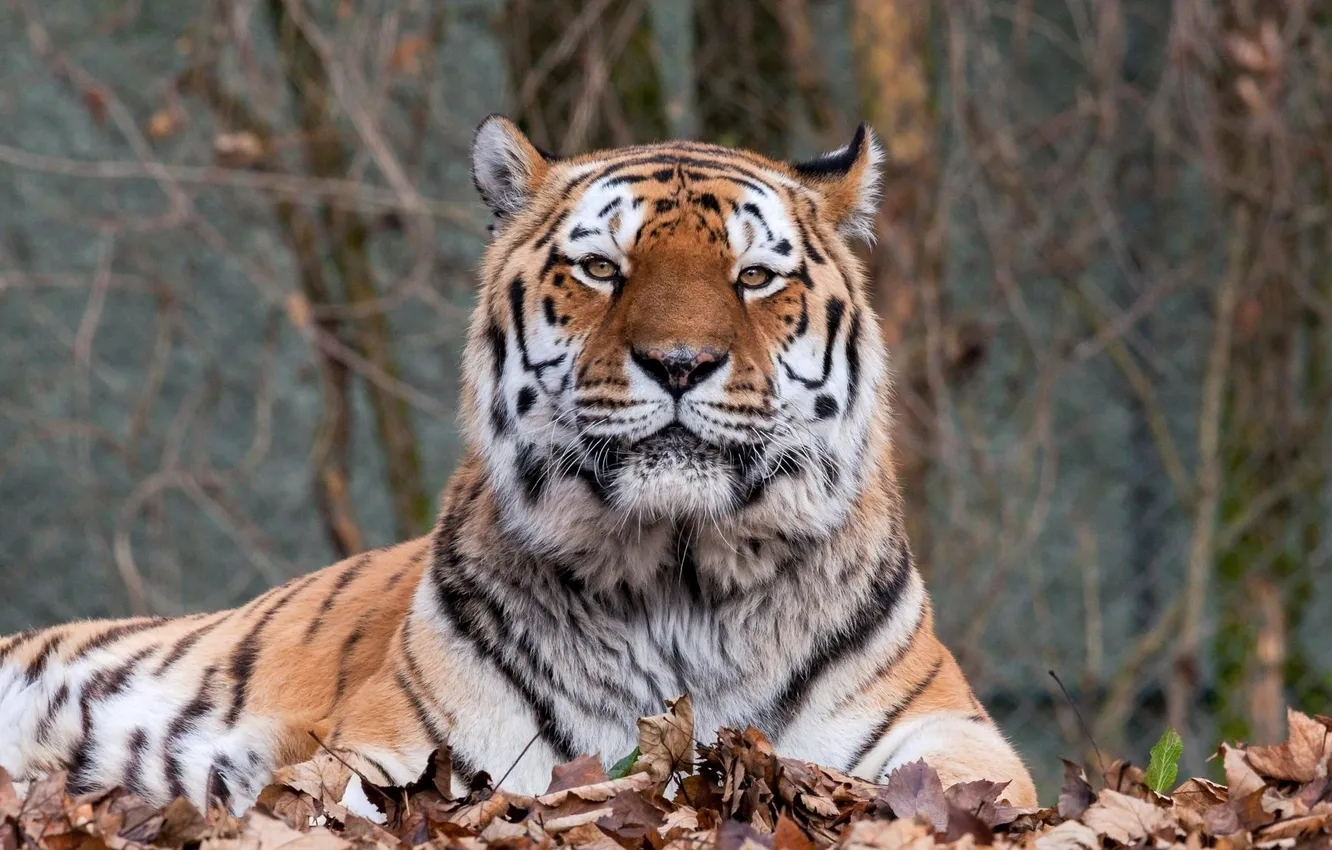 Photo wallpaper autumn, face, leaves, tiger, stay, predator, lies, wild cat