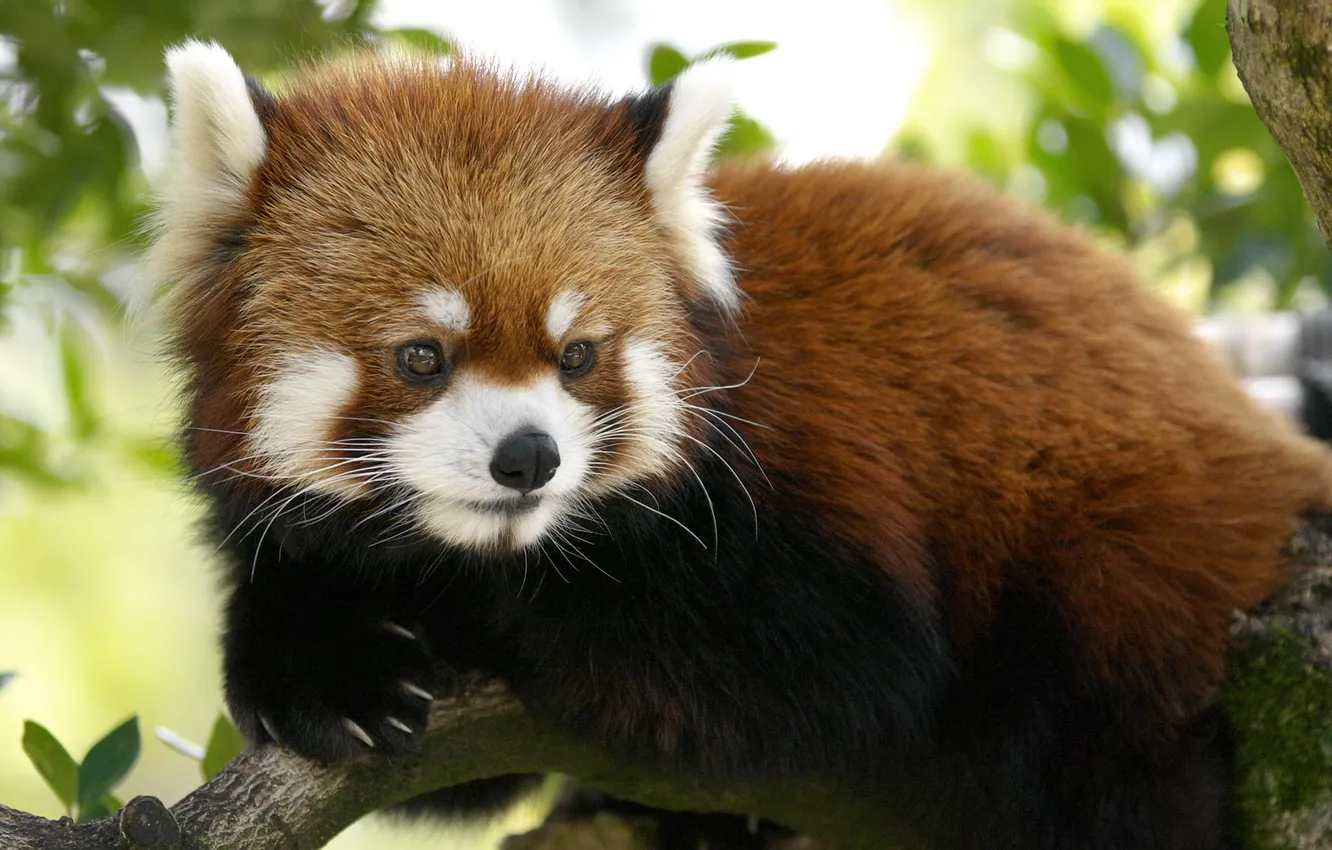 Photo wallpaper trees, nature, animal