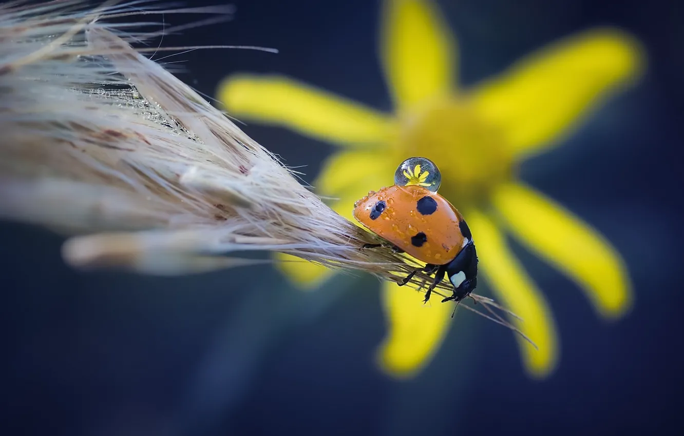 Photo wallpaper flower, macro, drop, ladybug, beetle, insect, spike